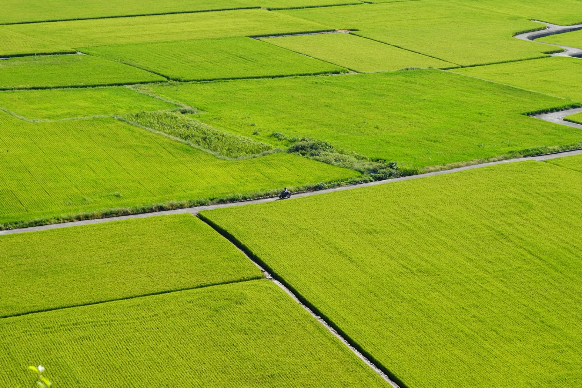 Patchwork Fields