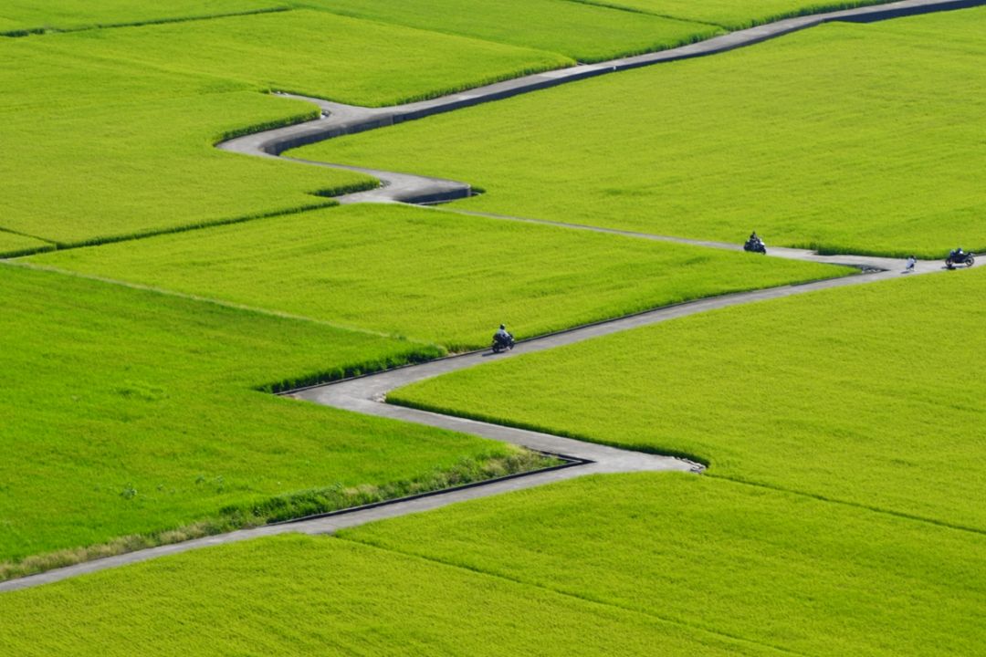 Rice Field Maze