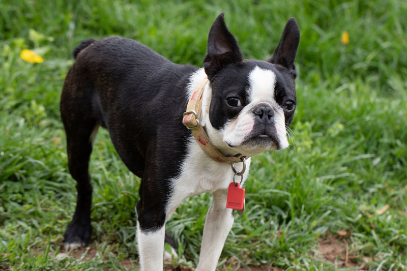 5 Challenges of Raising A Boston Terrier