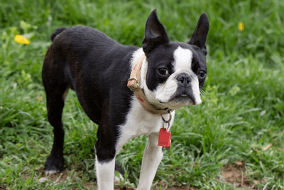 raising a boston terrier is hard but manageable