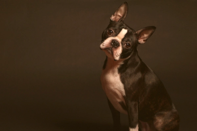 Boston Terrier sitting with a black backdrop
