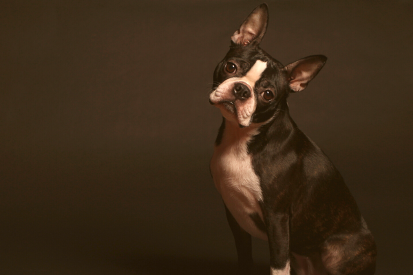 The Boston Terrier Yorkie Mix Guide