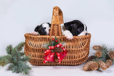 Two cute Boston Terrier puppies in a wicker basket wrapped like a cristmas gift with a red ribbon and thistle