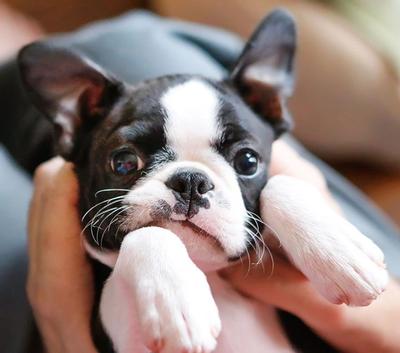 are_boston_terriers_good_with_kids
