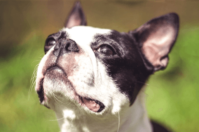 boston terrier prices may be expensive especially when you look at it long term