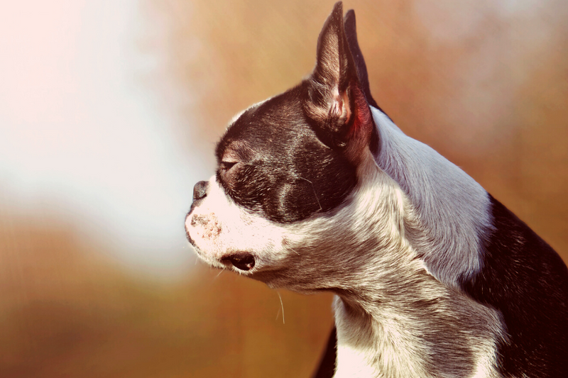 4 Boston Terrier Health Issues  On Their Bones That You Need To Know
