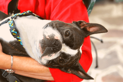 Boston Terrier tipping its head