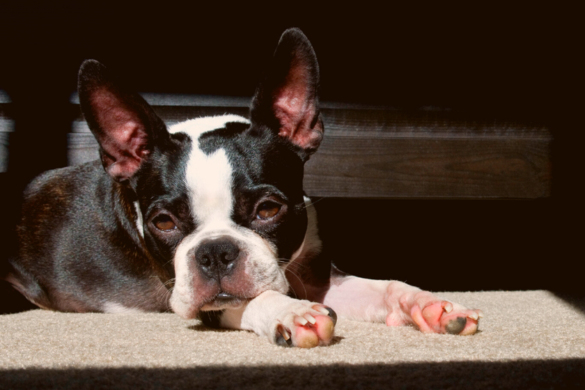 Boston Terrier 101: Weight & Size