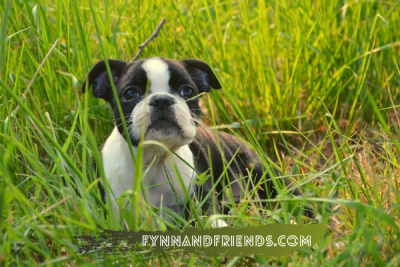 boston terrier puppy lying on a grassy field