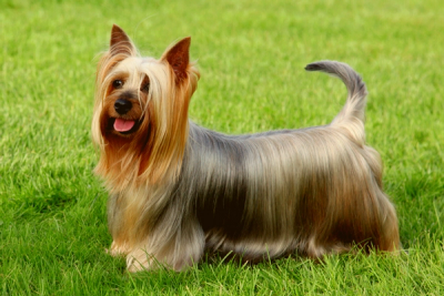 Silky terrier laughing and standing in a grassy lawn