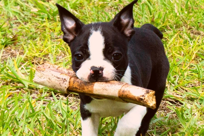 What To Expect With Training A Boston Terrier Puppy
