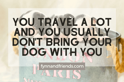 Why you should not but Boston Terrier: You travel a lot and you usually don't bring your dog with you