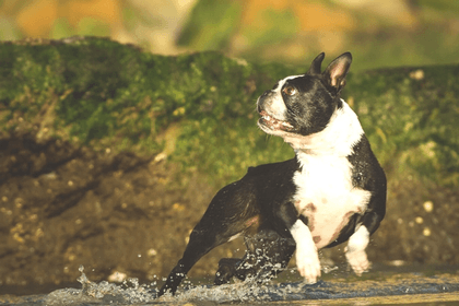 Where To Rescue Boston Terriers in Colorado