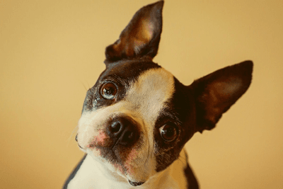 Boston Terrier looking up close up shot