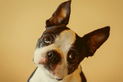 Boston terrier hot sale pug chihuahua mix