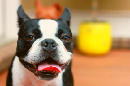 5 Reasons Why Boston Terriers Are The Best Companion Dogs