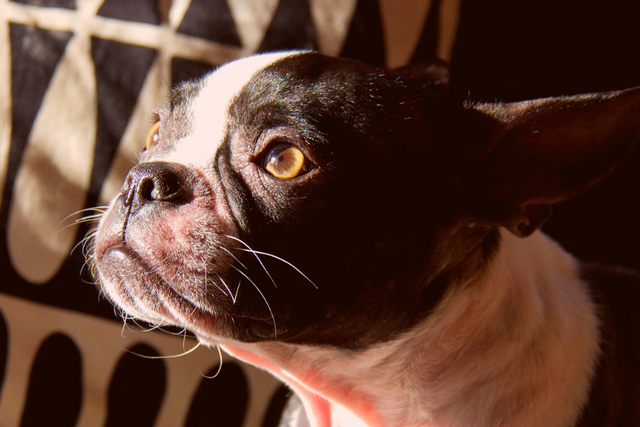 Boston Terrier Shedding Issues & Tips
