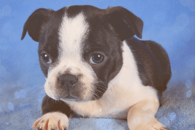 Tiny top boston terrier