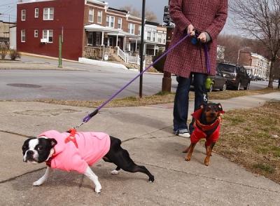 can boston terriers be off leash?