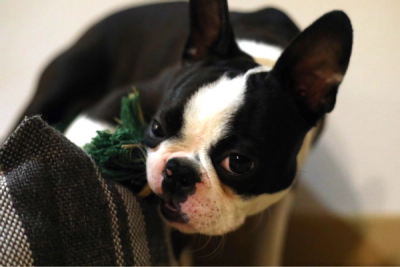 boston terrier chewing