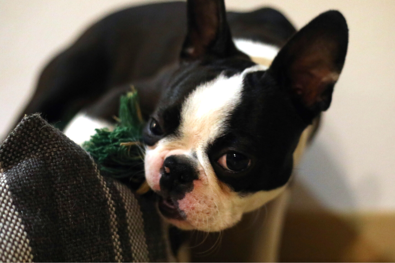 Are Boston Terriers Affectionate? 5 Ways They Show It