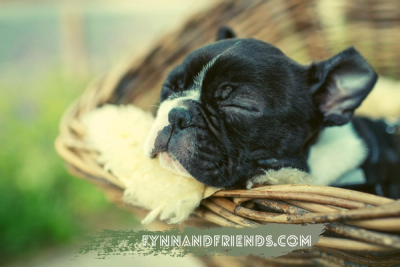 sleeping boston terrier puppy in a wicker basket