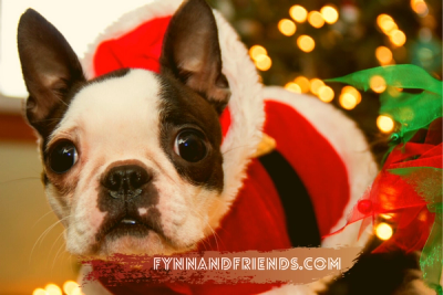 boston terrier puppy in a Santa Claus getup