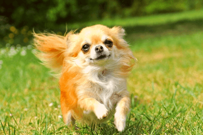 Chihuahua running in a field