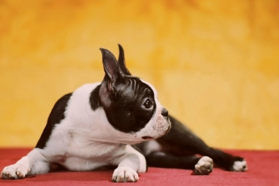 Boston Terrier lying in a red mat with a yellow background