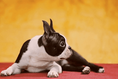 Boston Terrier lying in a red mat with a yellow background