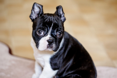 how much does a small boston terrier weight? 2