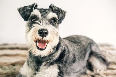 Gray and White Scottish Terrier aughing and sitting on the floor with white background