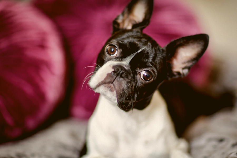 The Boston Terrier Pitbull Mix Guide