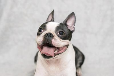 Smiling and Happy Boston Terrier looking up while panting