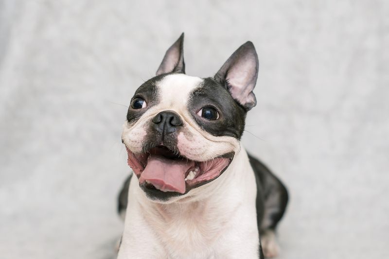 Temperament and Personality Traits of the Boston Terrier