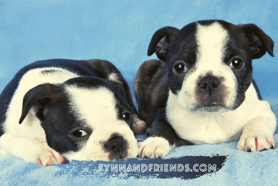 two boston terrier puppies with blue background