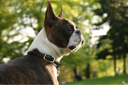 How to Name Your Boston Terrier