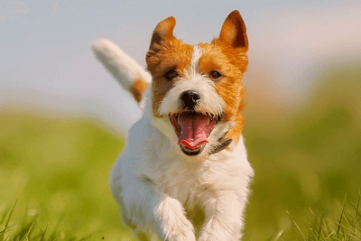 Jack Russel running towards you