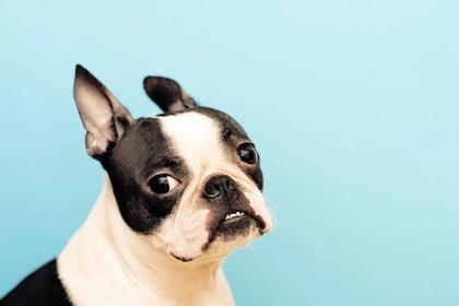9 Tail-Wagging Fun Facts About Boston Terriers