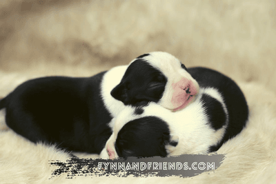 two baby boston terriers sleeping on top of each other in a fluffy blanket
