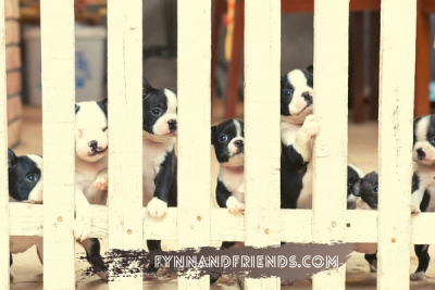 Boston Terrier puppies in a fence