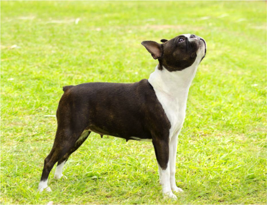 Best Dog Harness for Boston Terrier
