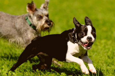 Boston Terrier runinng with another terrier