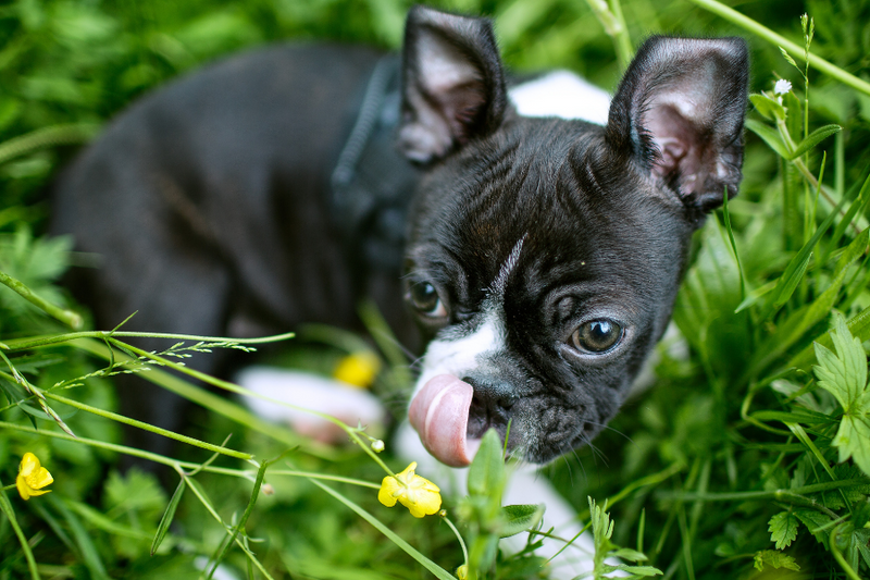 How To Find The Best Boston Terrier Puppies For Sale