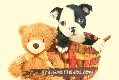 baby boston terrier in wicker basket with brown teddy bear