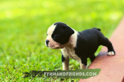 boston terrier puppy in a grassy field