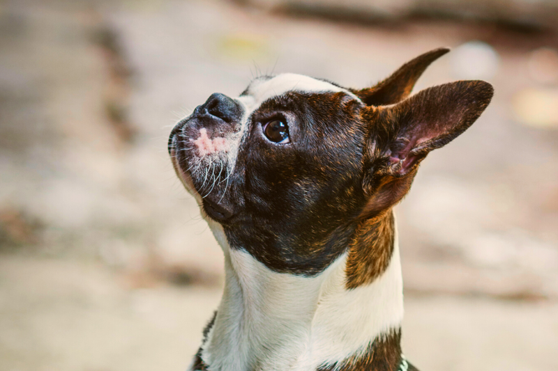 7 Long-haired Boston Terrier Mixed Breeds You'll Love