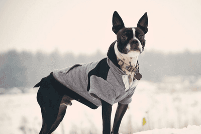 The Boston Terrier Yorkie Mix Guide
