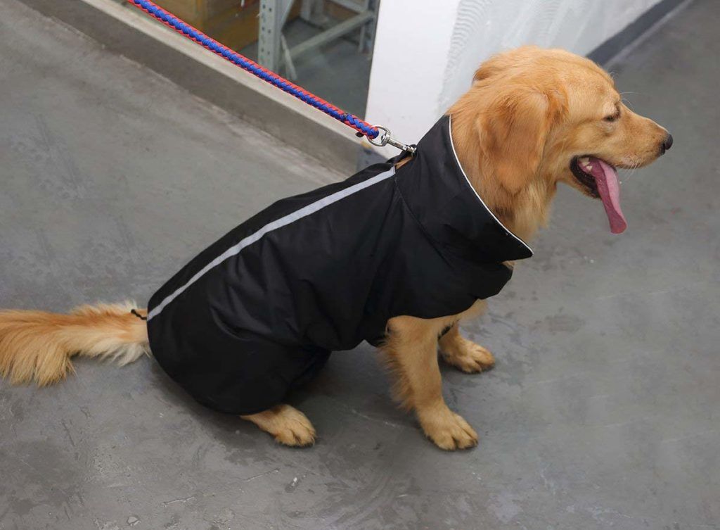 petcee dog jacket