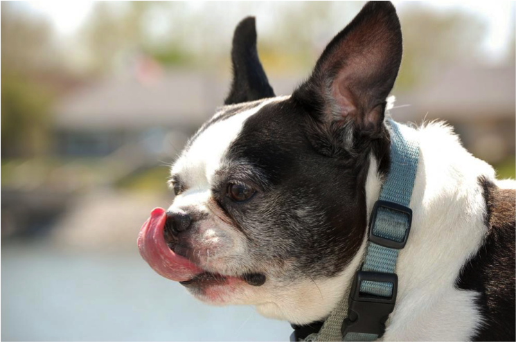 How Much to Feed Your Boston Terrier
